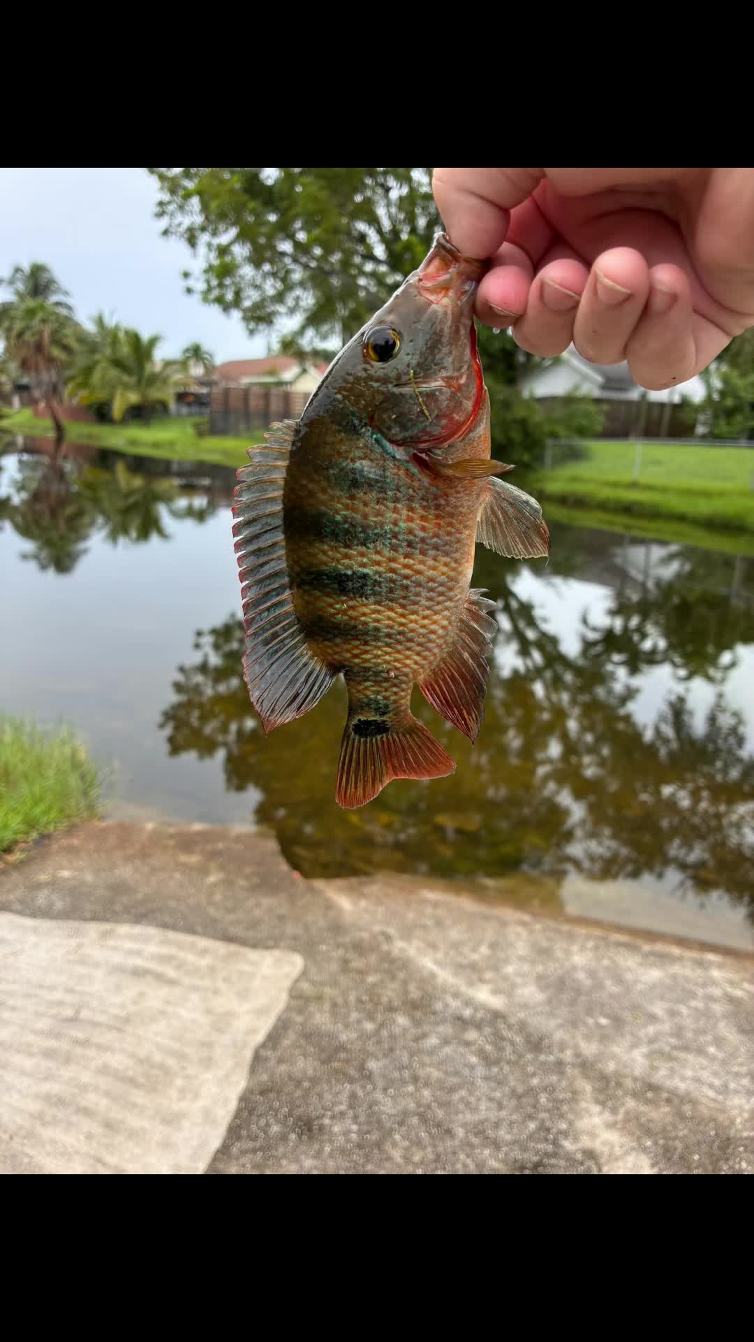 @Teamfishing