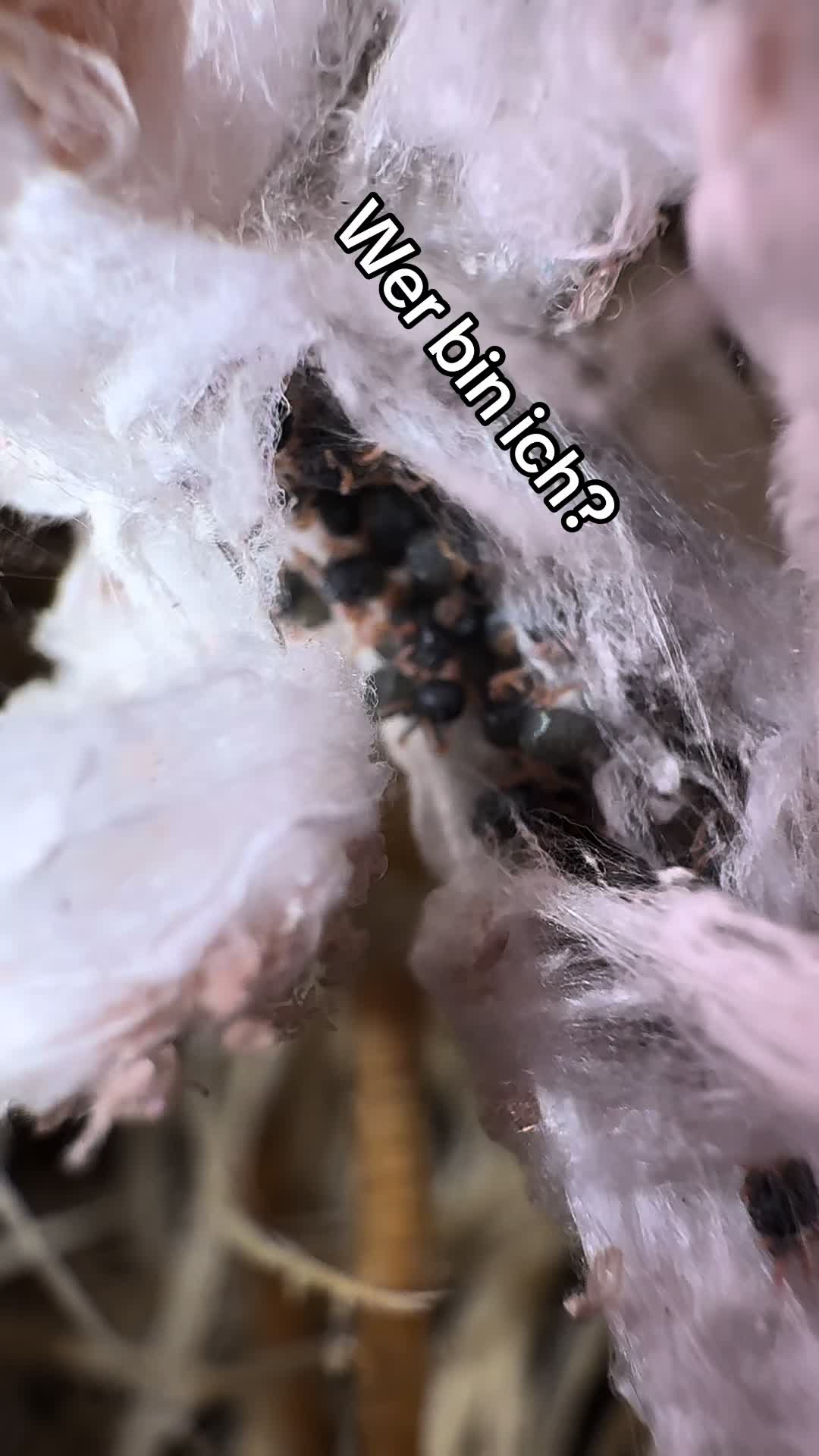 @Home-of-Insects