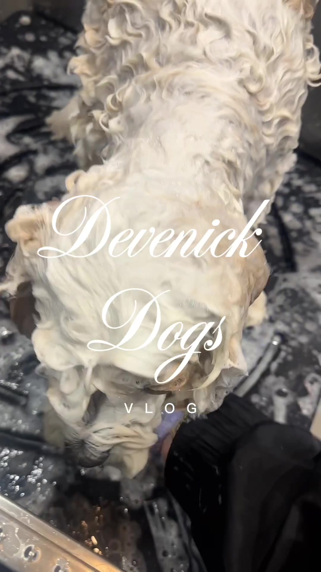 @DevenickDogs