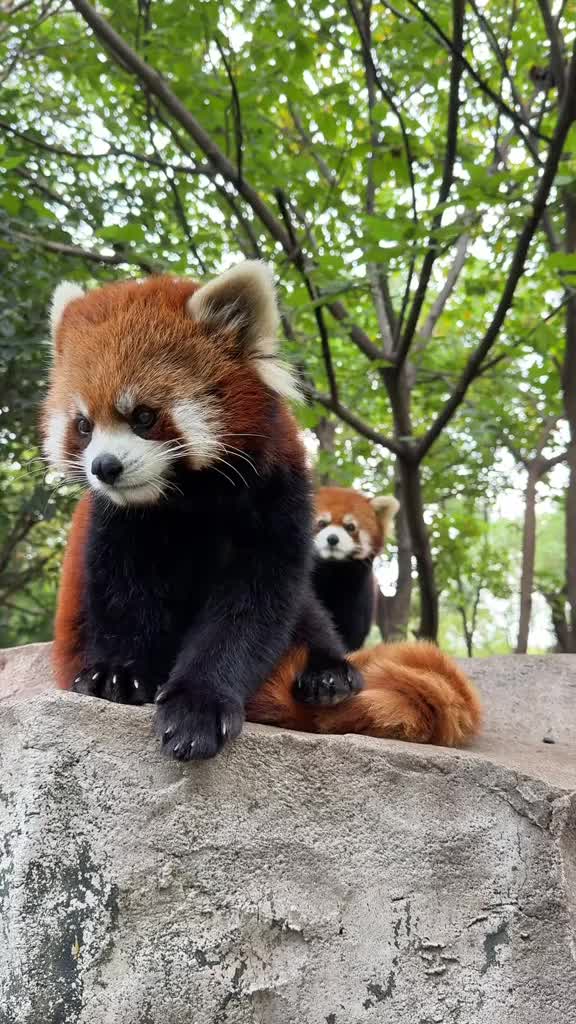 @Krezhi Panda 90