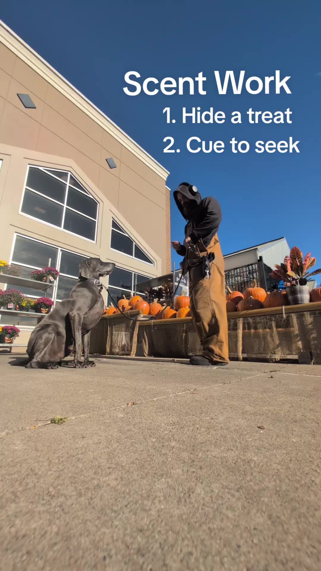 @AwesomeDogHandlingDude