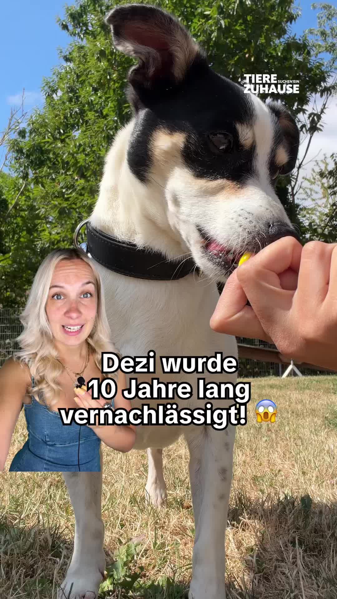 @Tiere suchen ein Zuhause