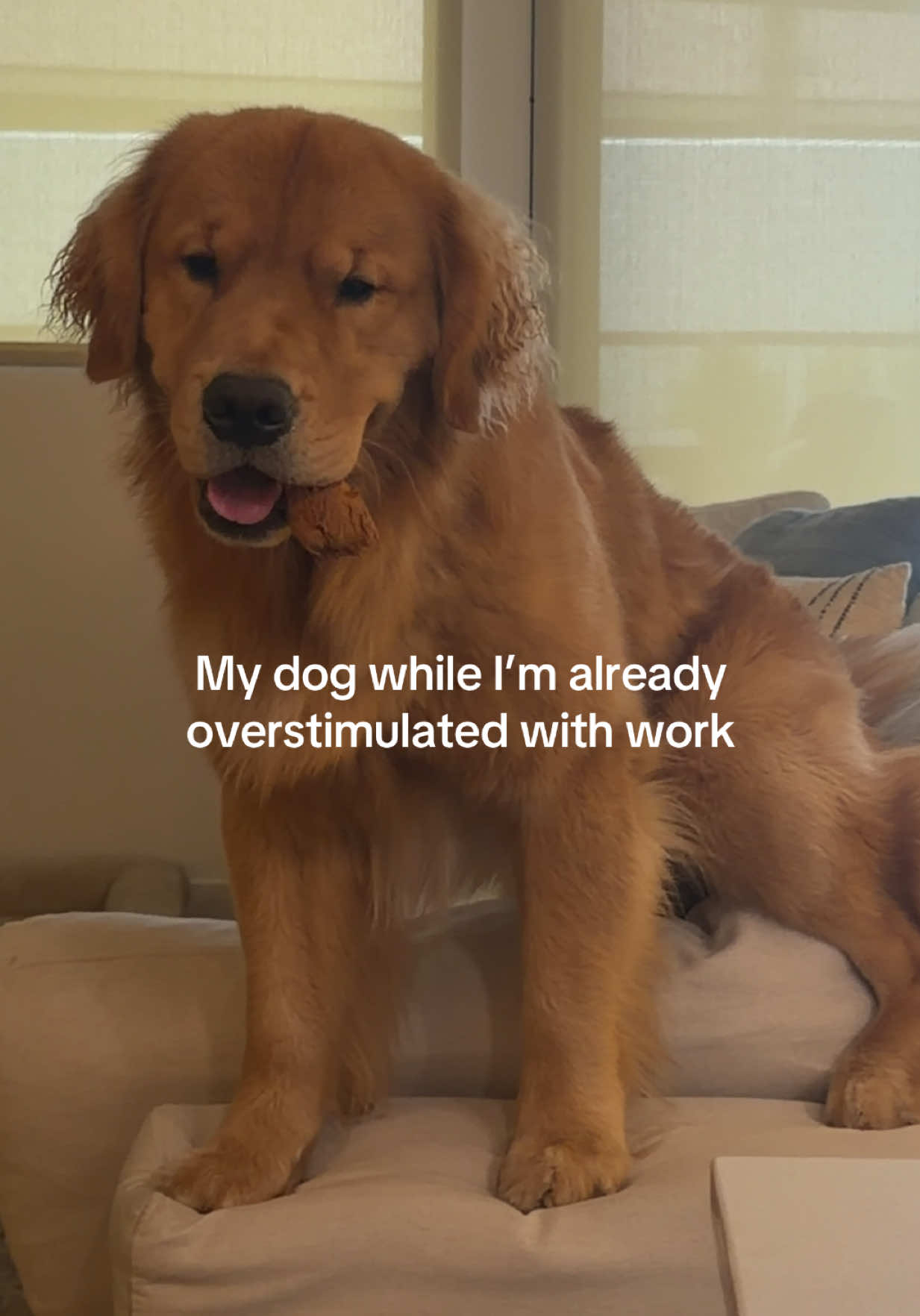 @Romeo the Retriever