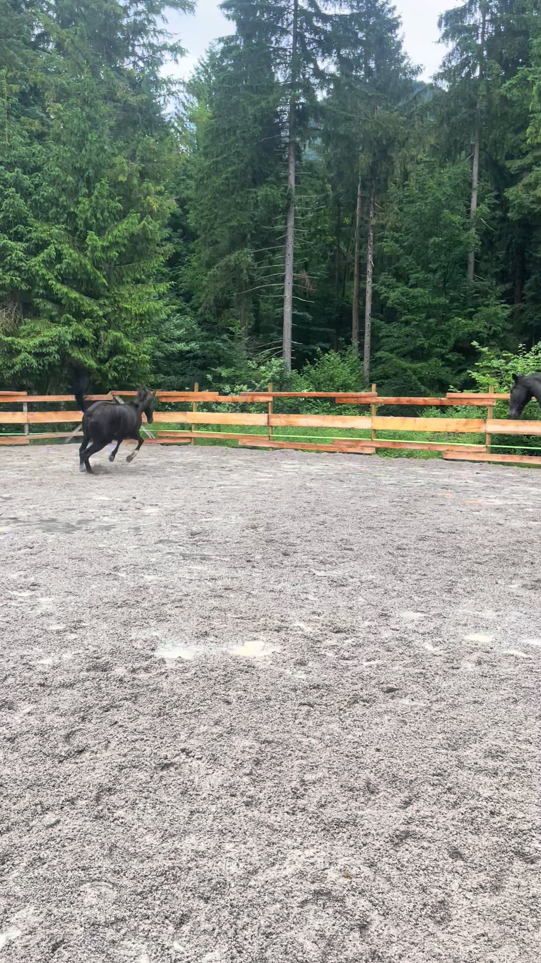 @Mountain Hill Ranch 🇦🇹