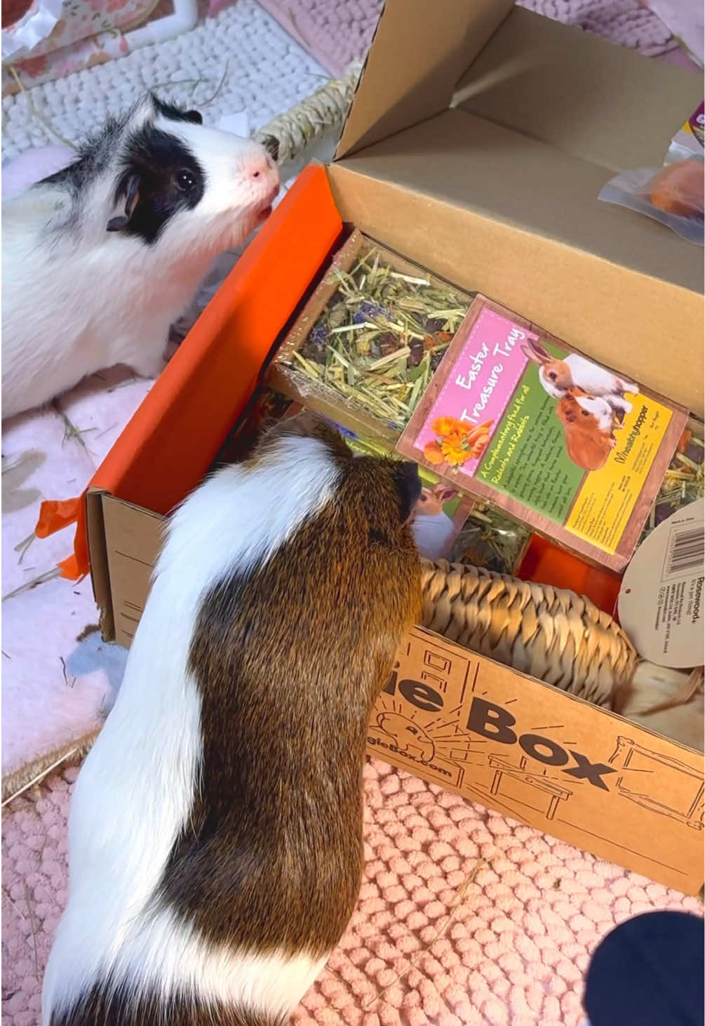 @friendly_guinea_pigs