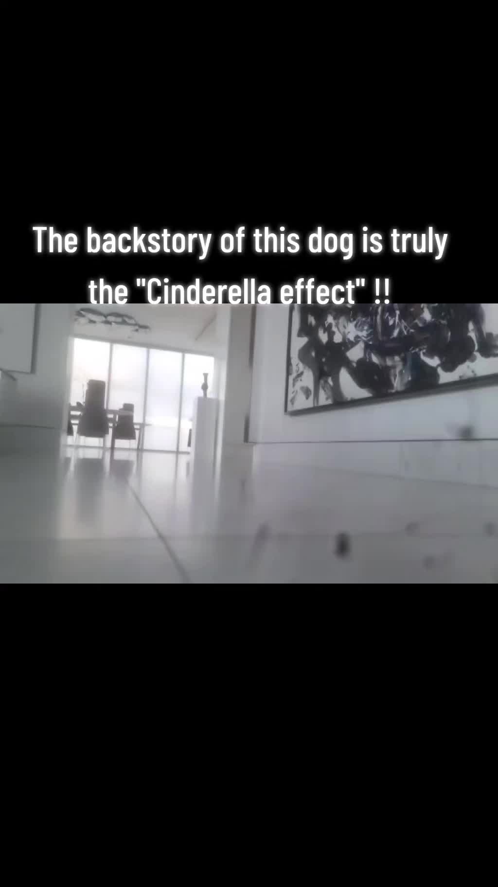 @SkkyDogWalker