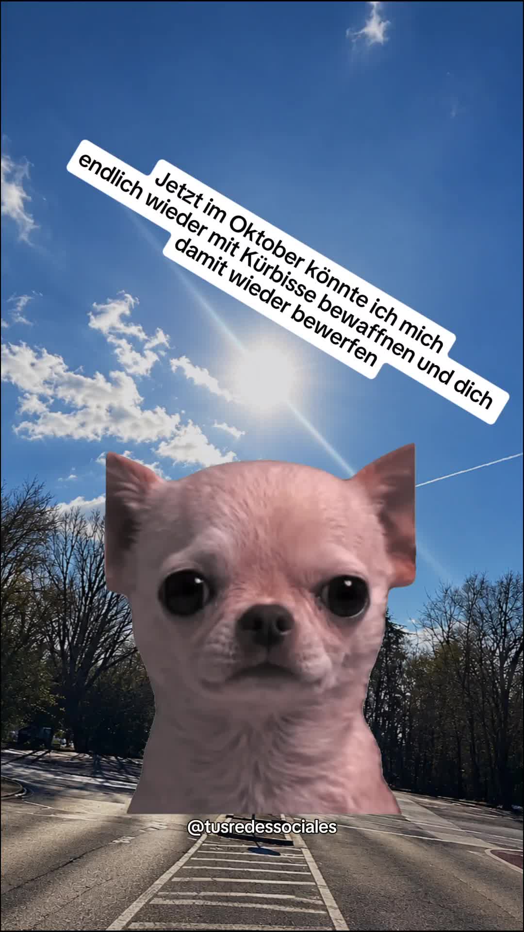@gino