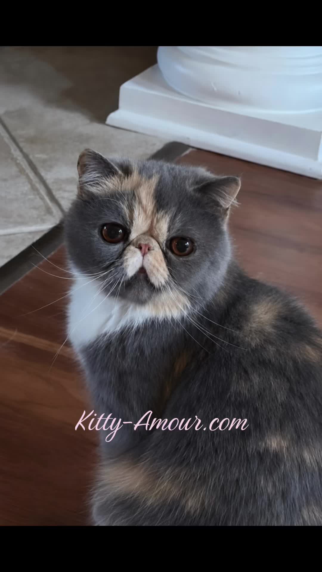 @KittyAmourCattery