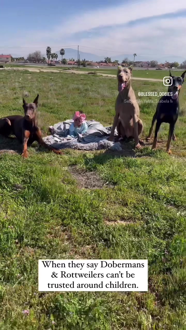 @blessed_dobies