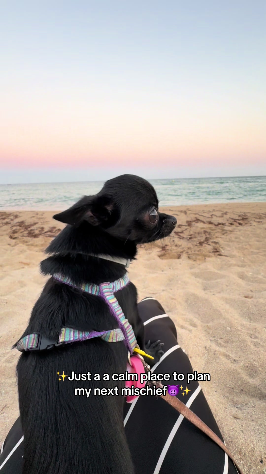 @the_chihuahua_mochi