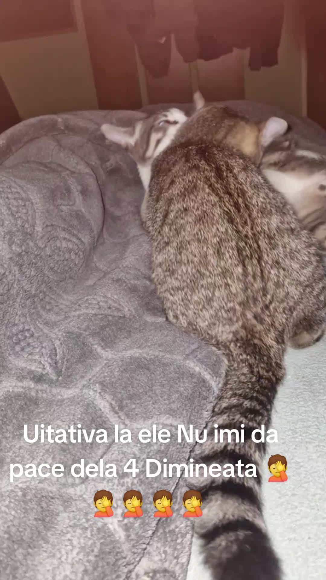 @filipo