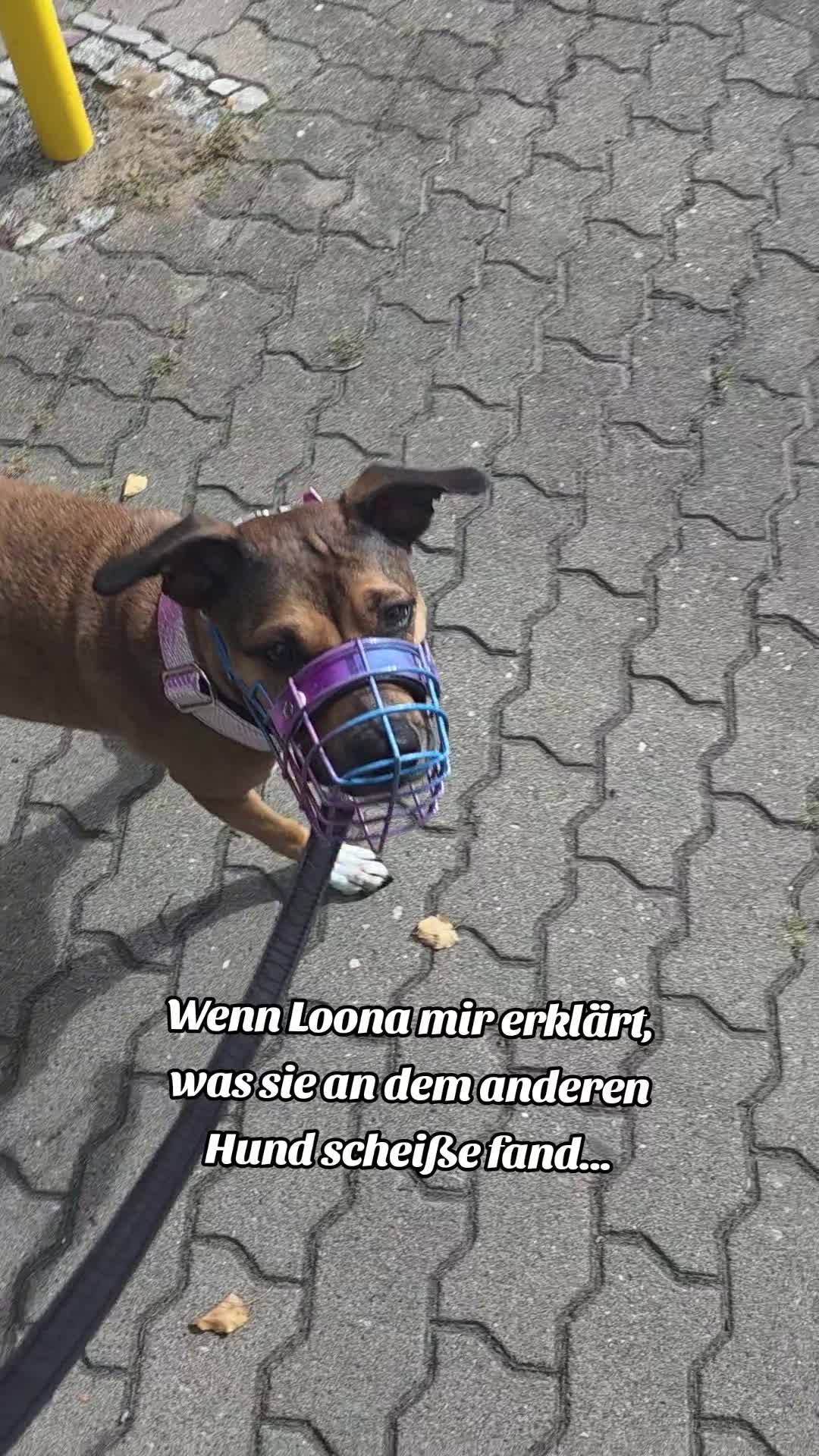 @Staffordshiremix Geschwister🐾