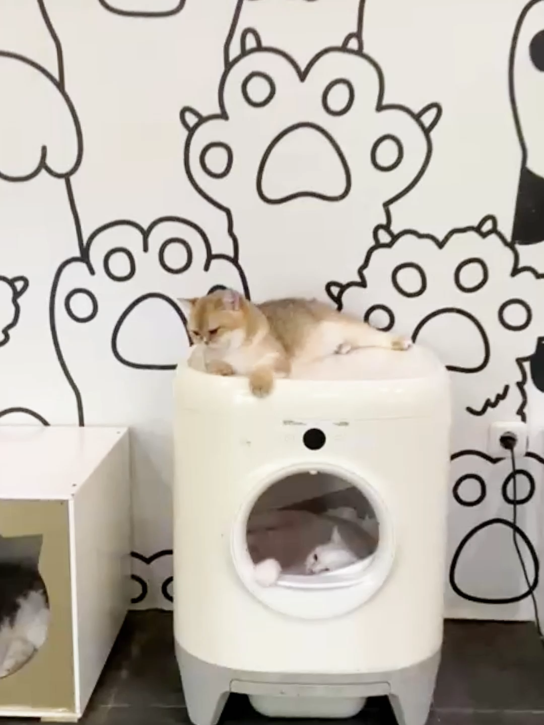 @dutchthebritishcat