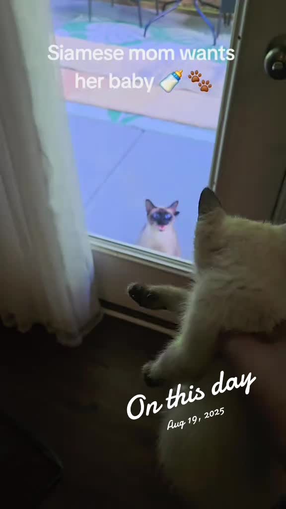 @Brittany's Beauties Kittens