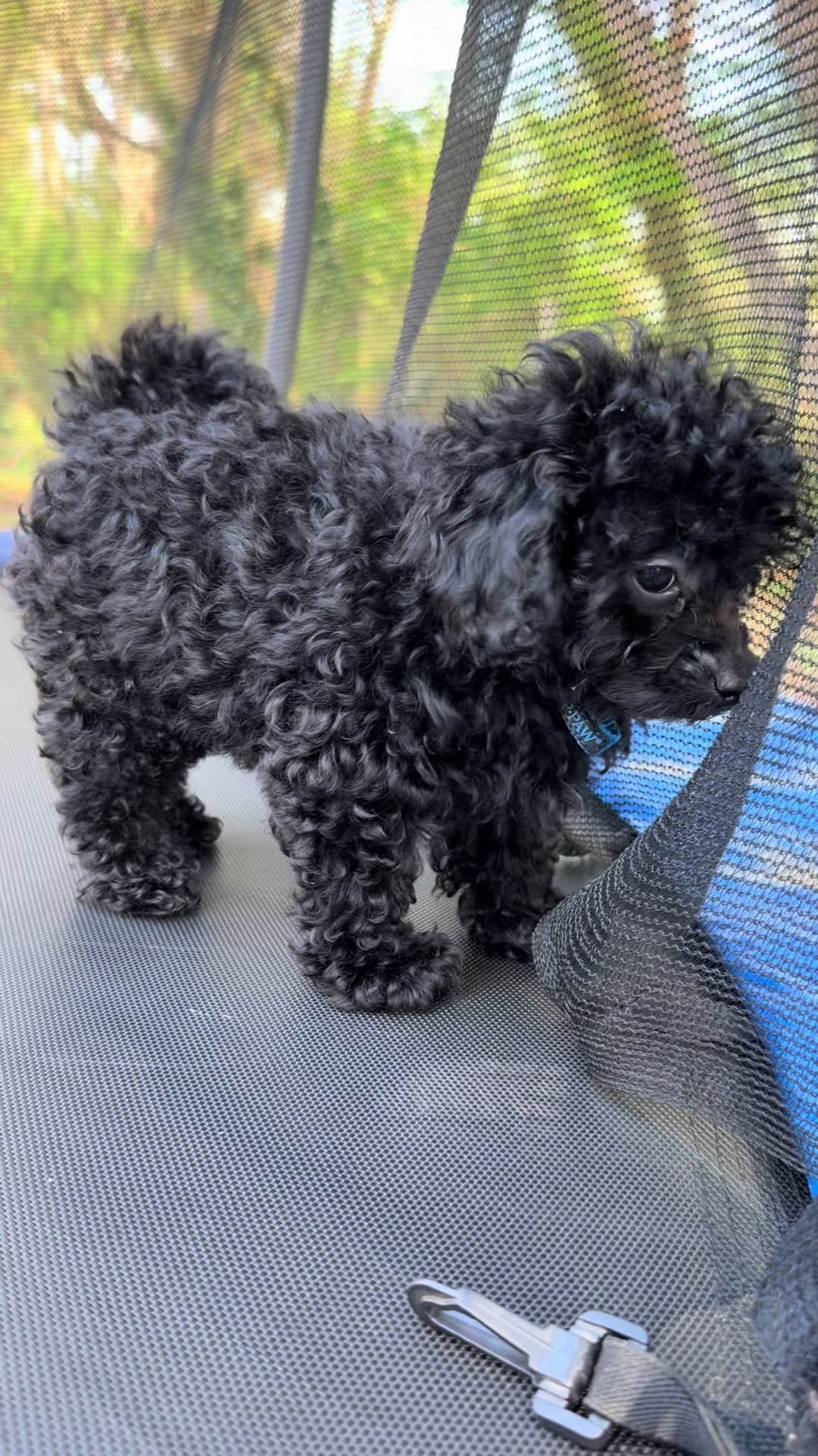@Toy Pudél NJ 🐾