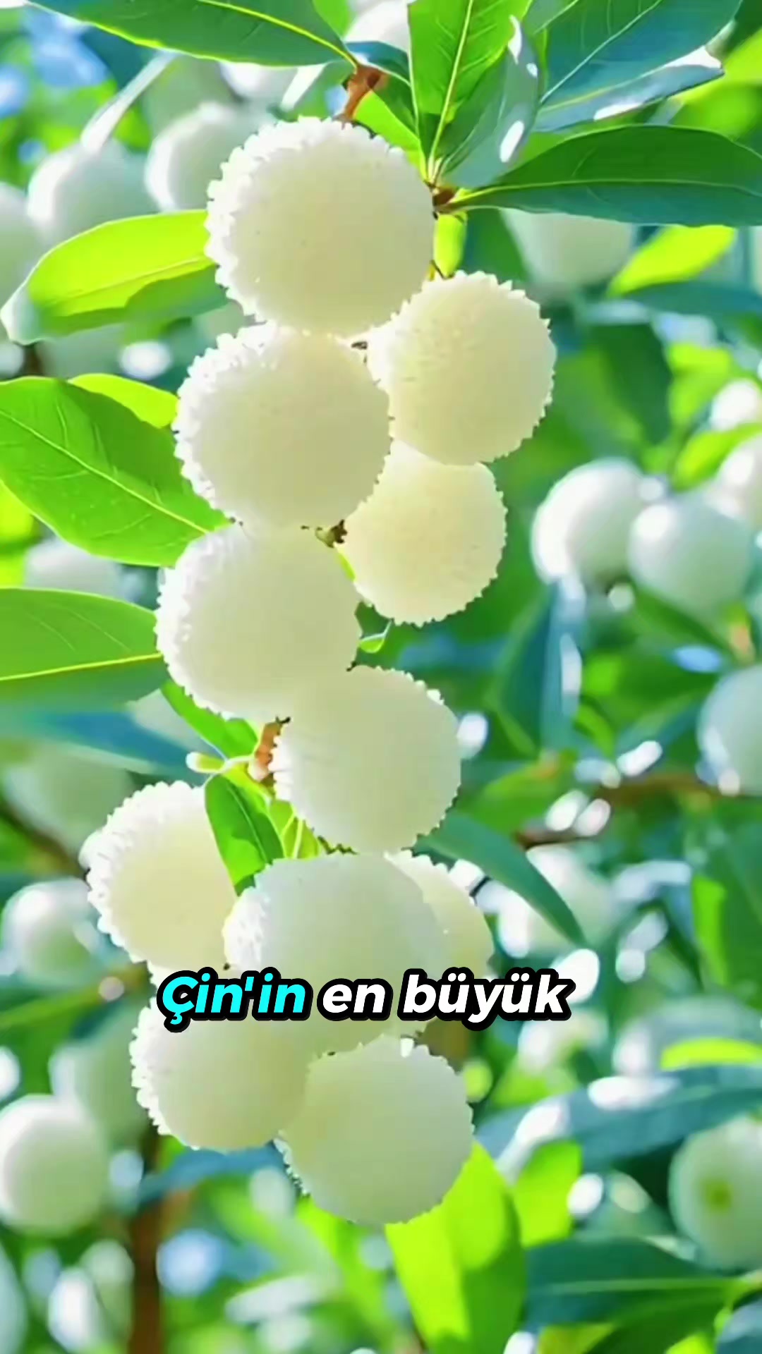 @beynegrafya