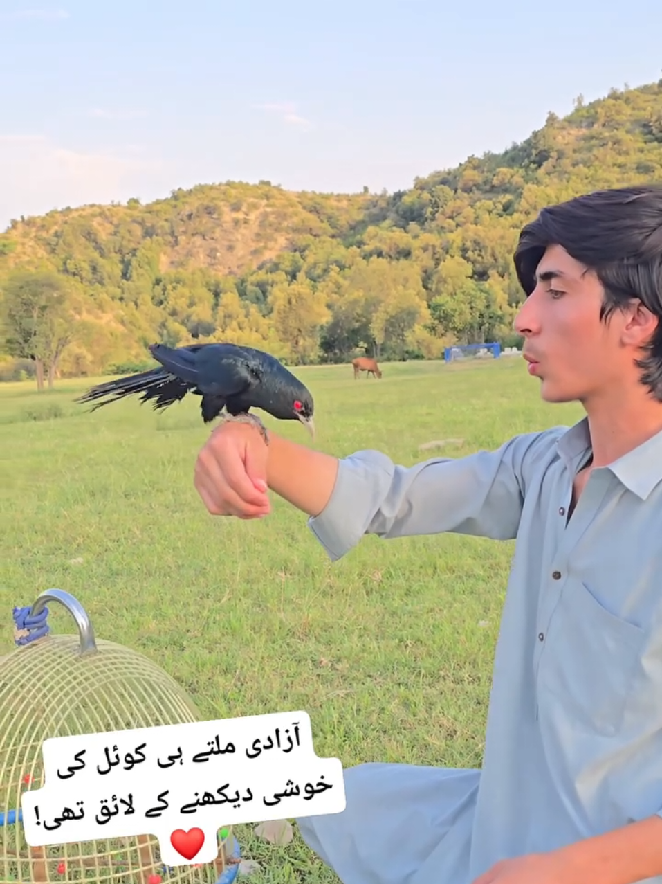 @Birds Lover