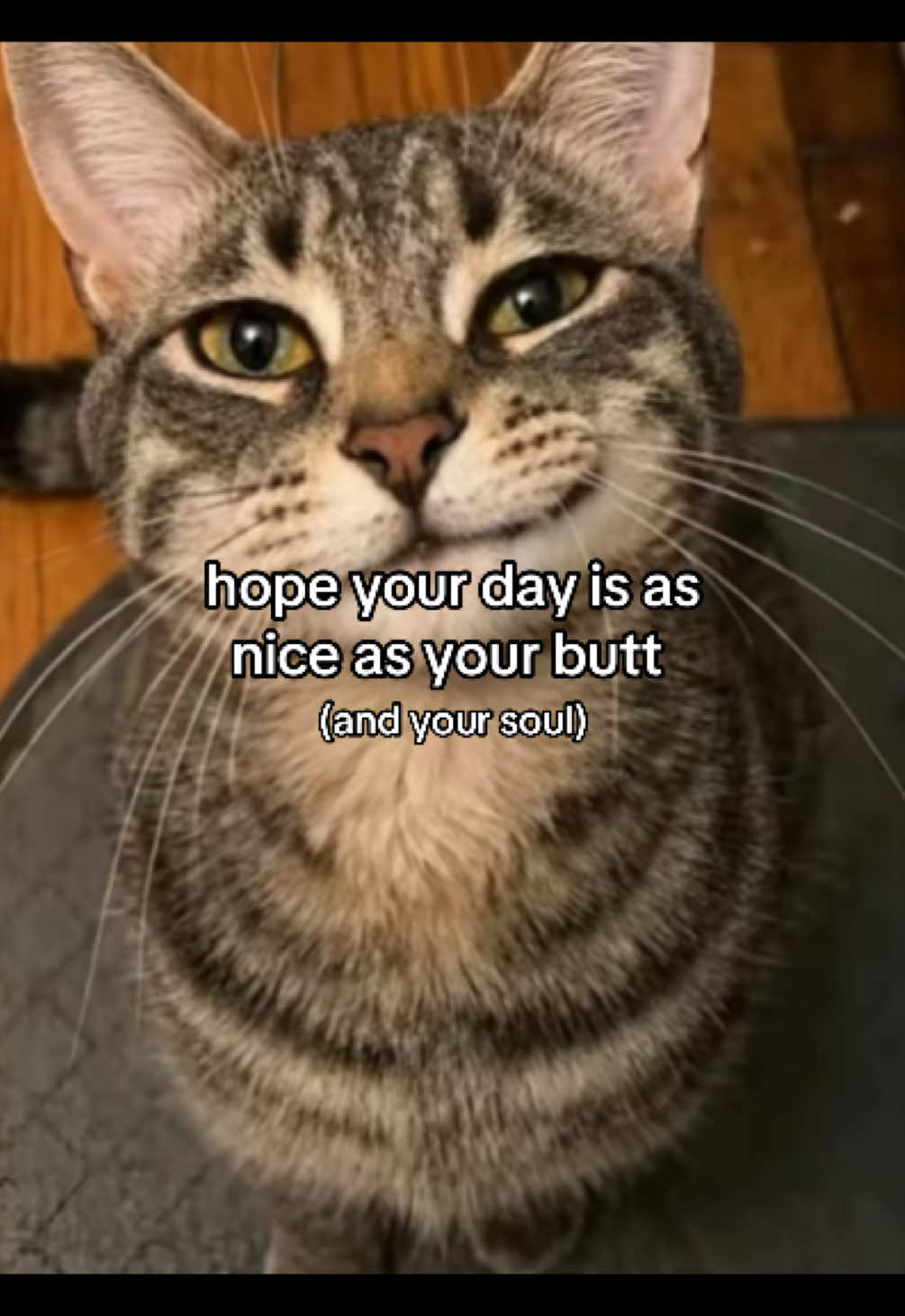 @Alice.cattok