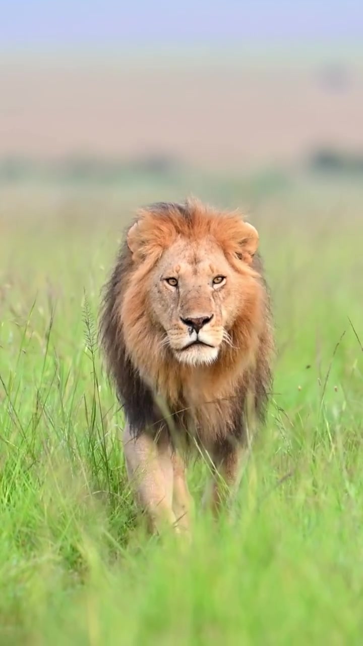 @lion_world5