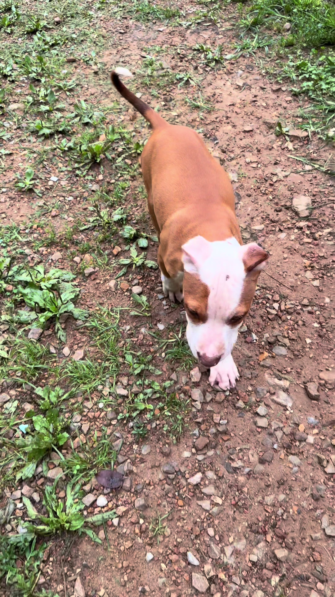 @WorldGoneMadKennels