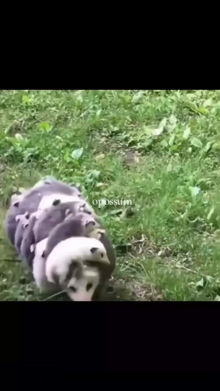 @ne1r0