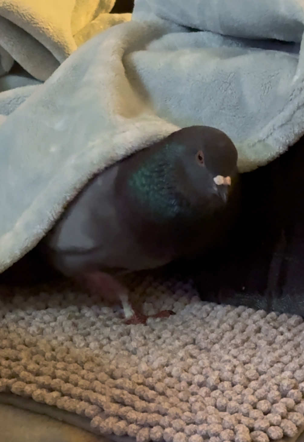 @Beebee The Pigeon