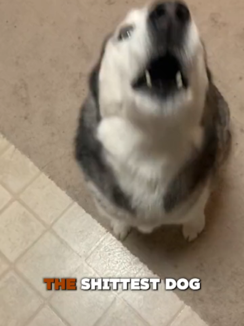 @PawblemsDaily