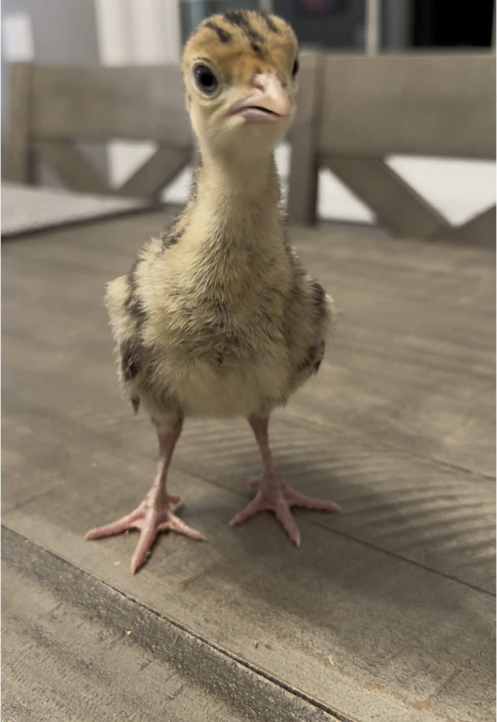 @CHICKTOK