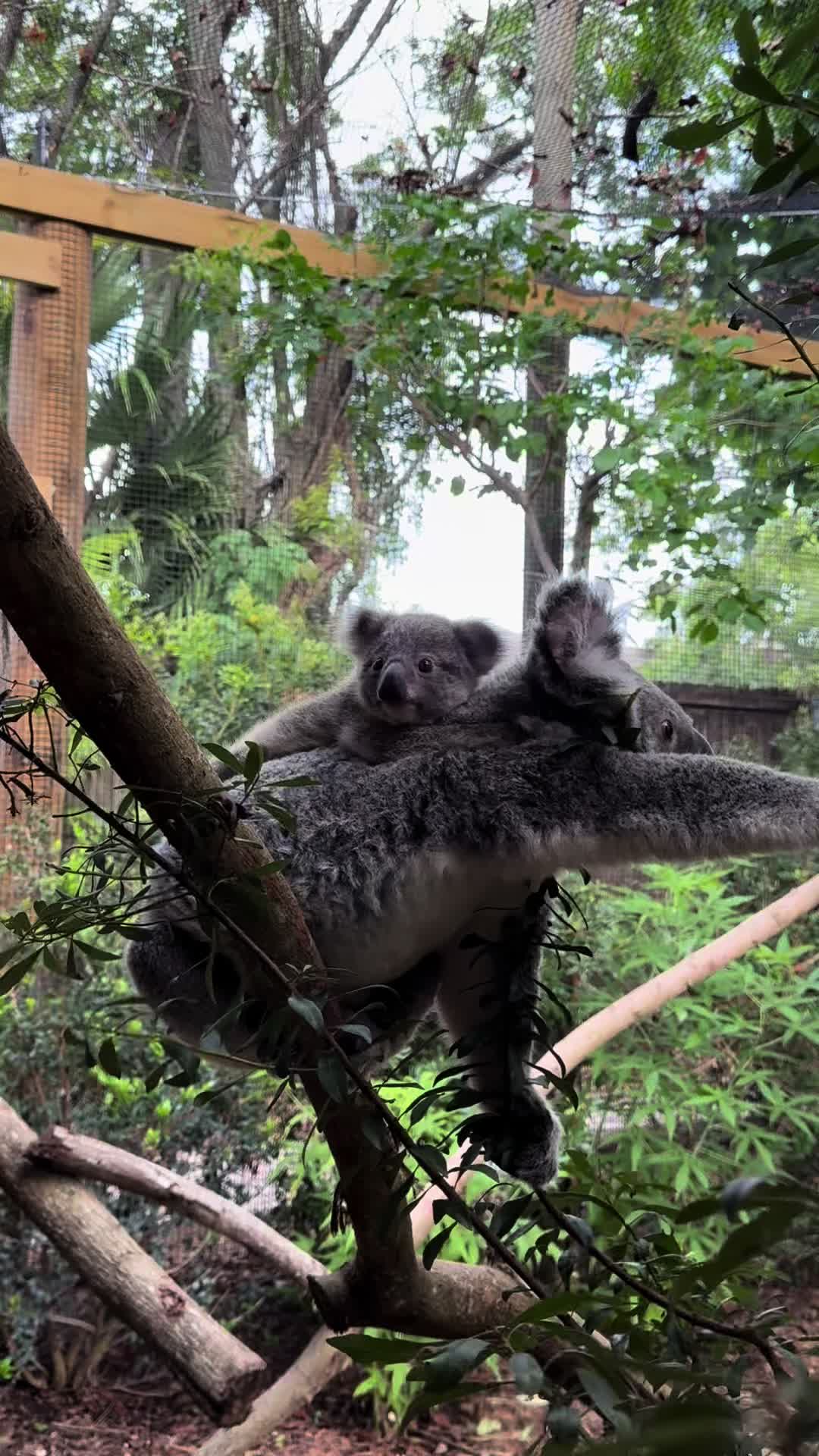 @Palm Beach Zoo