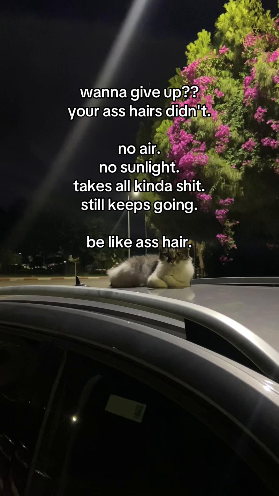 @lolita