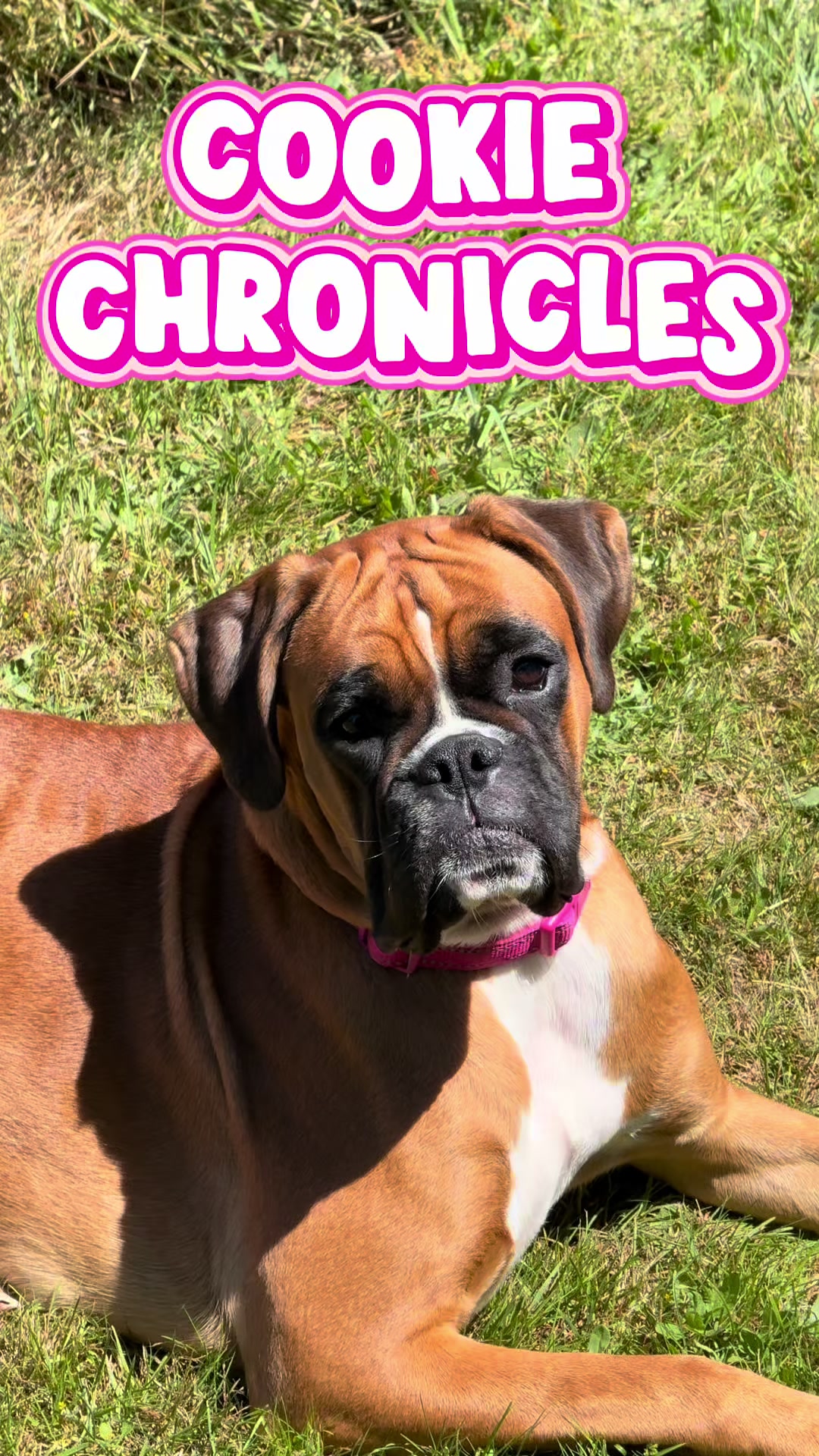 @boxermadness