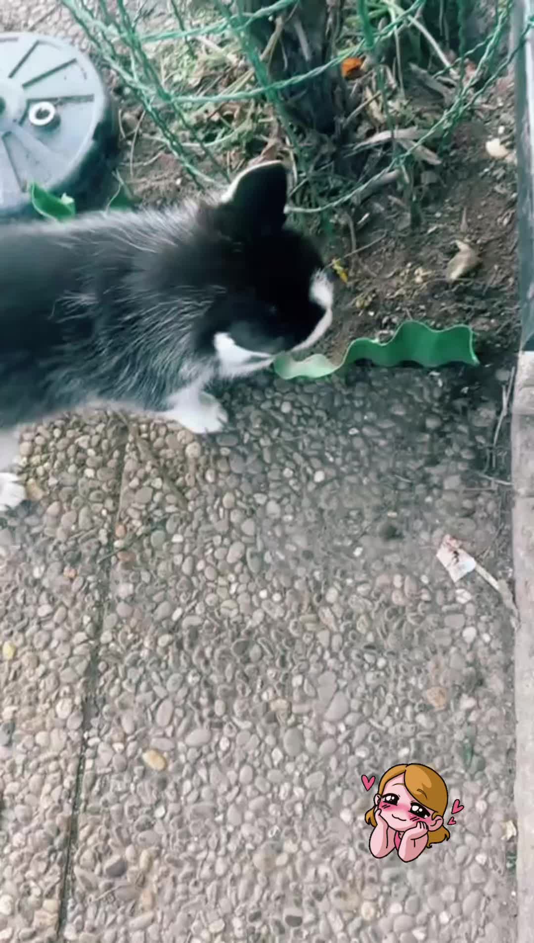 @Mylo_wird_zum_Assistenzhund