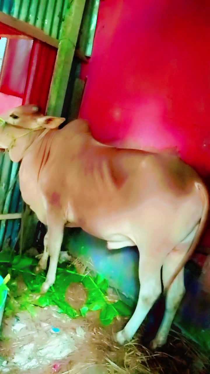 @Rani bhuiyan
