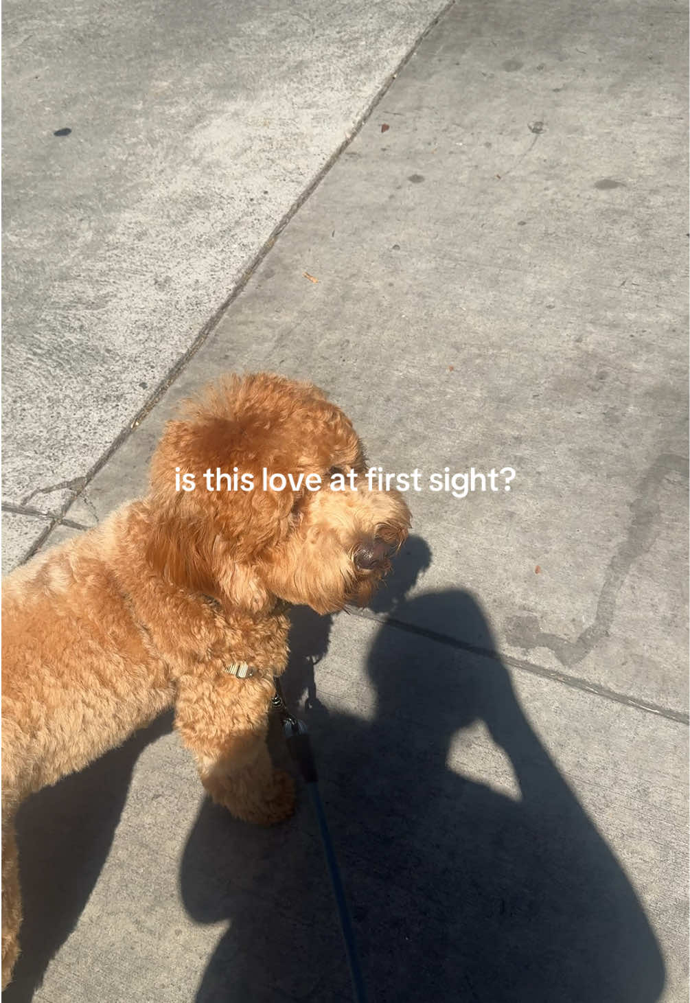 @Teddy 🐾