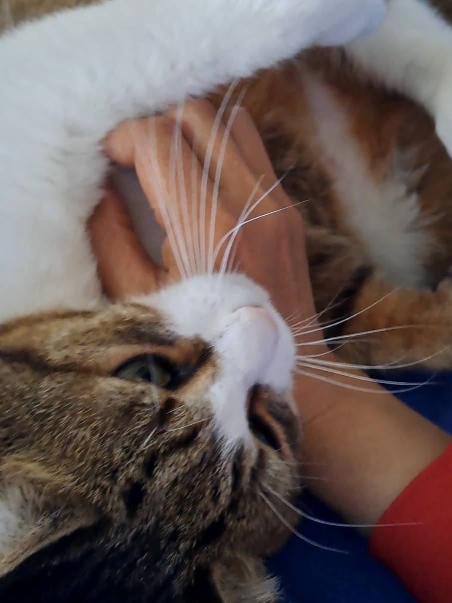 @Isobel ❤️ Pandora & SkifoGatti