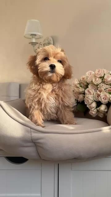@Maltipoo Puppy Place