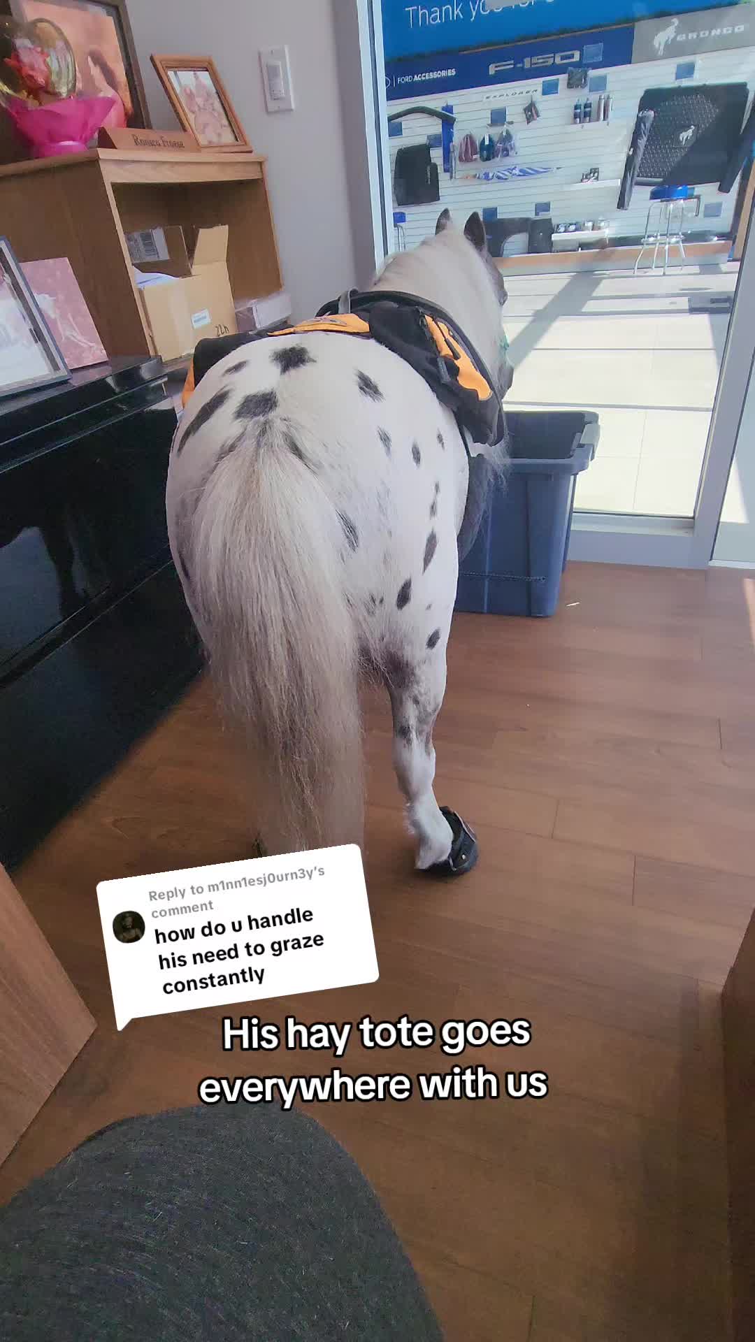 @minihorsemomandtrainer🐴🐴🐴🐴