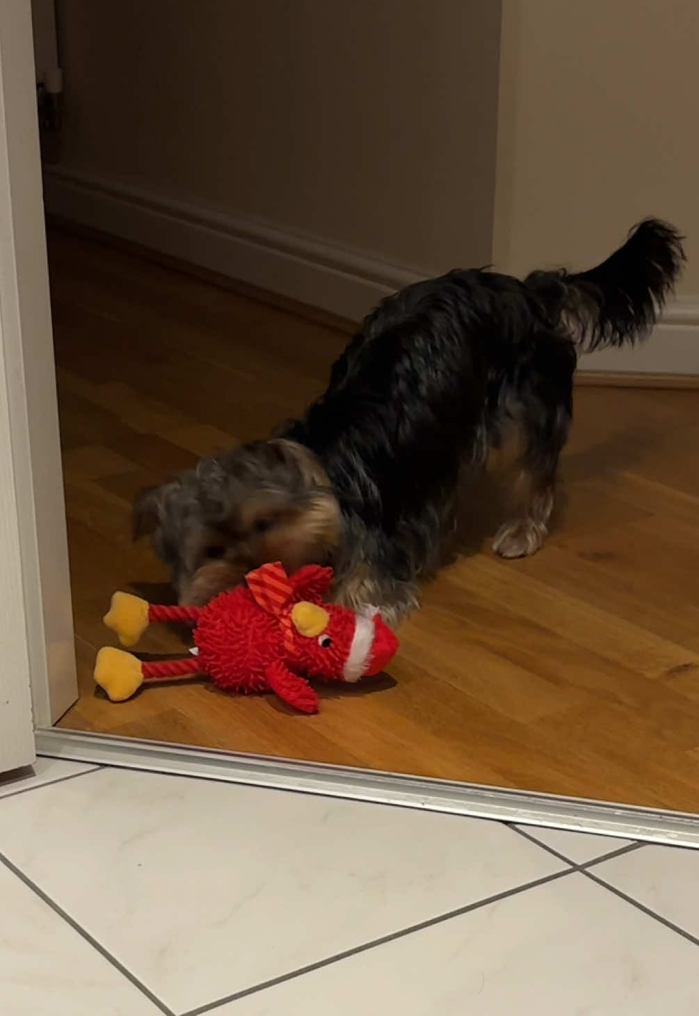 @Benjie the Yorkie