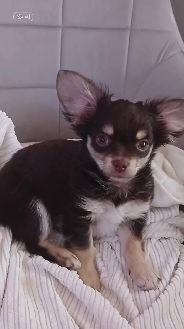 @Melody Gismo Peanut Brownie🐶❤