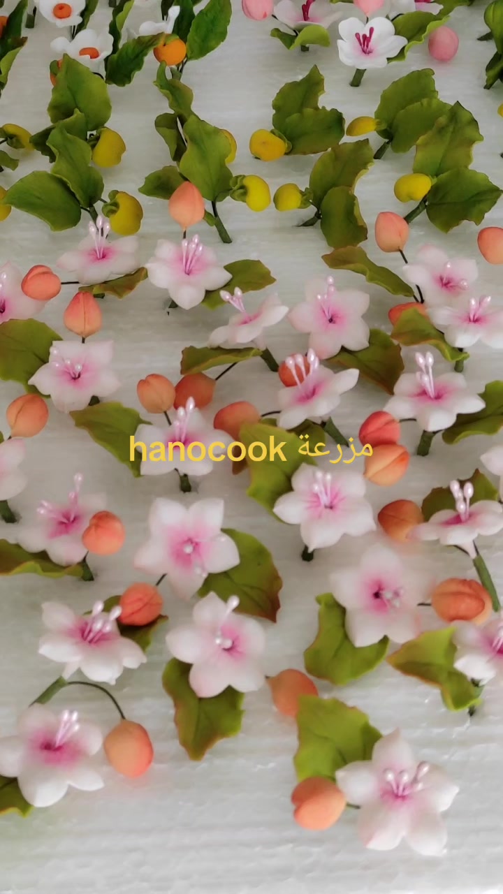 @hanocook