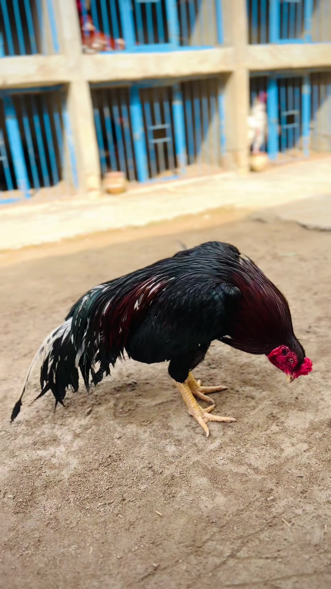 @Professionalaseelbirds2