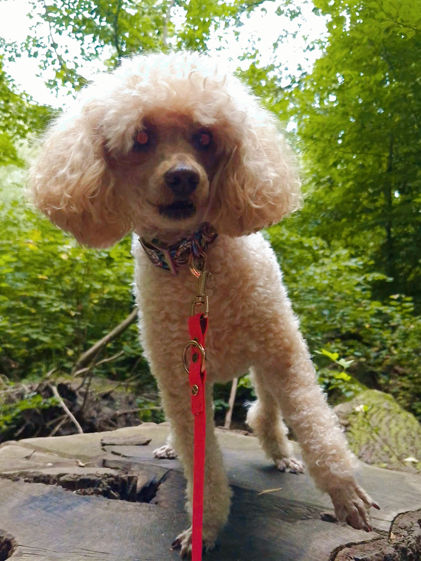 @💞🐾🐩