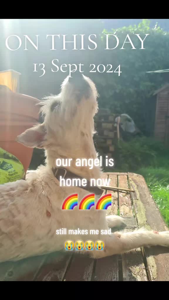 @claire🌈BellaBertErnie💙T&D