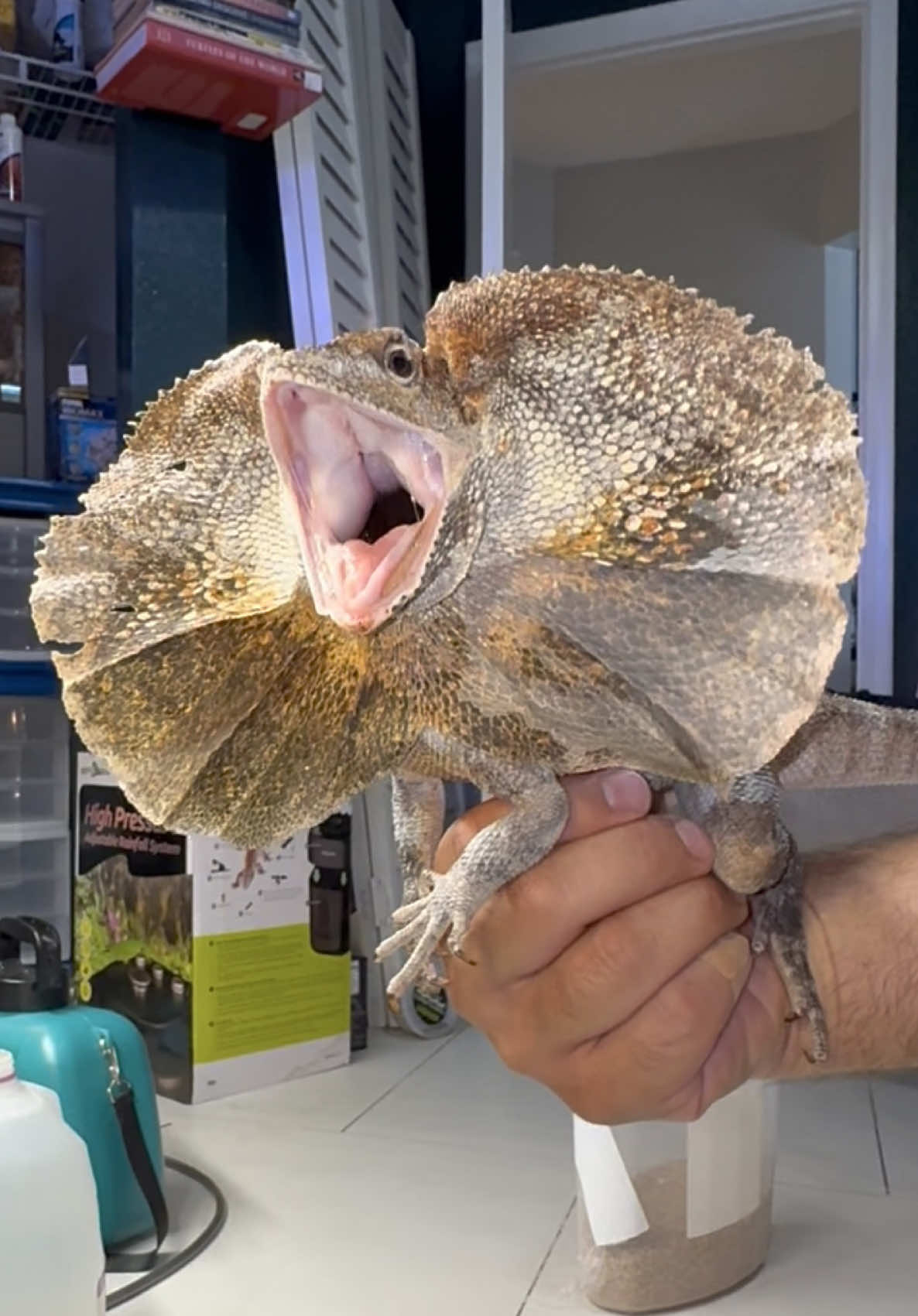 @Tommys_reptiles
