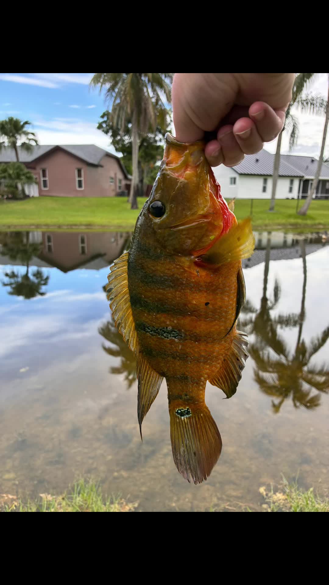 @Teamfishing