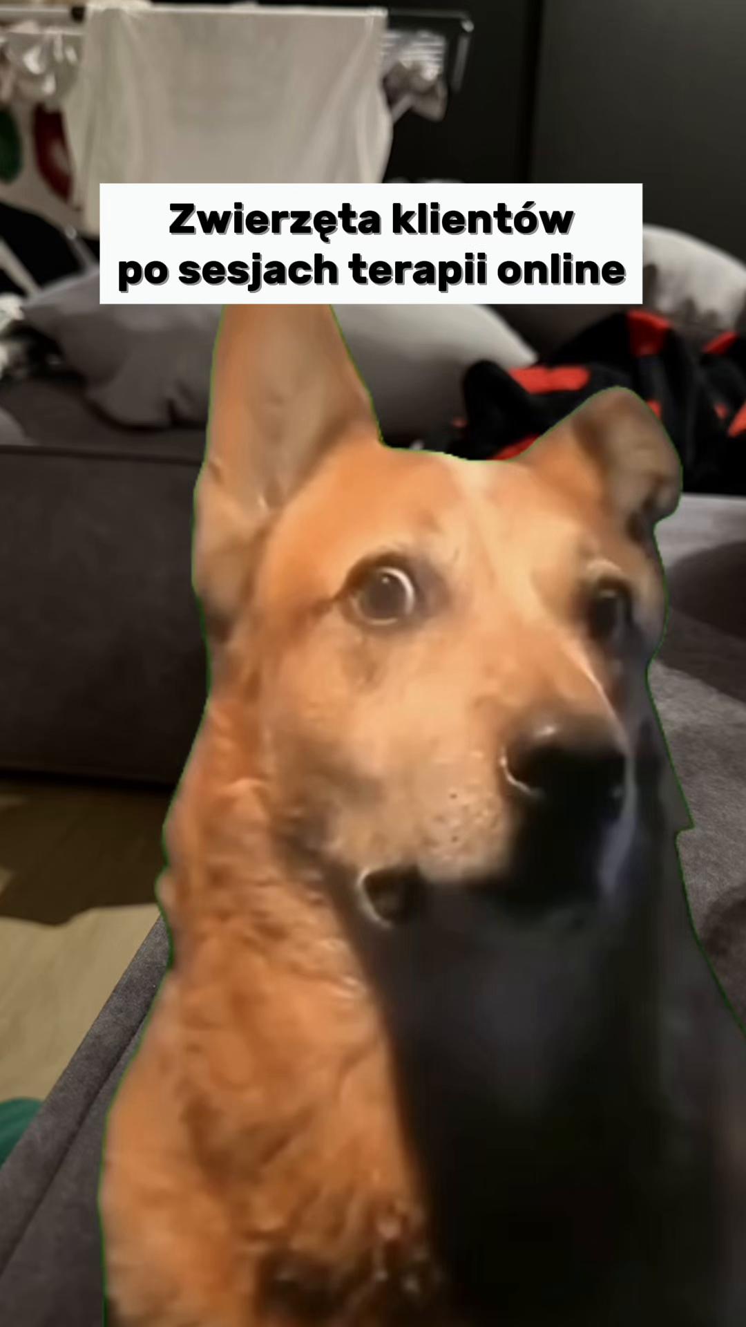 @majakumor