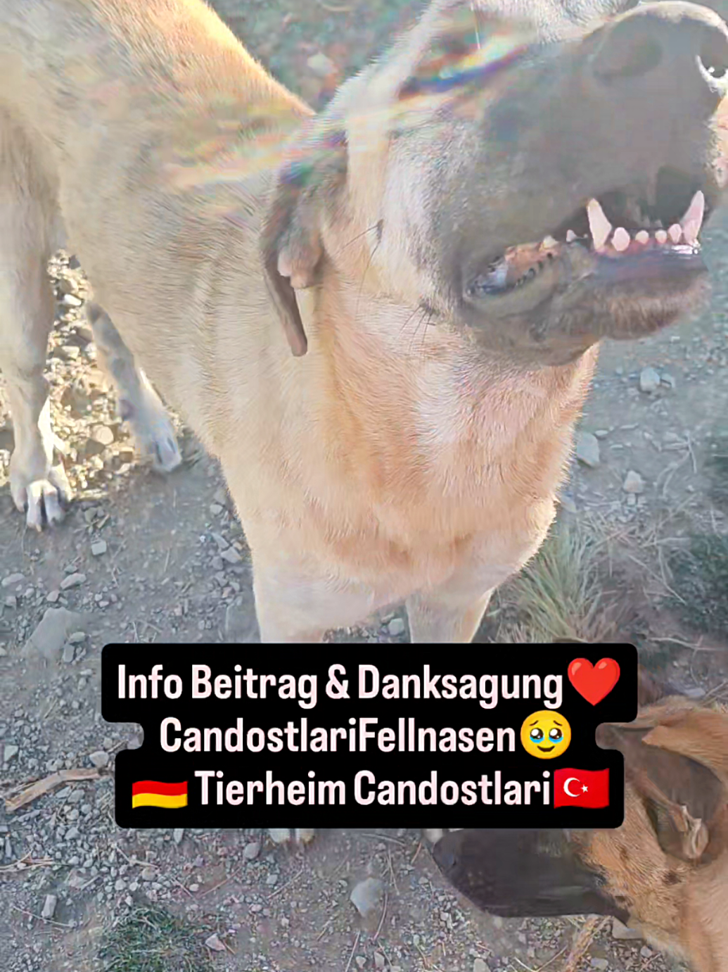 @TSV Candostlari-Beste Freunde