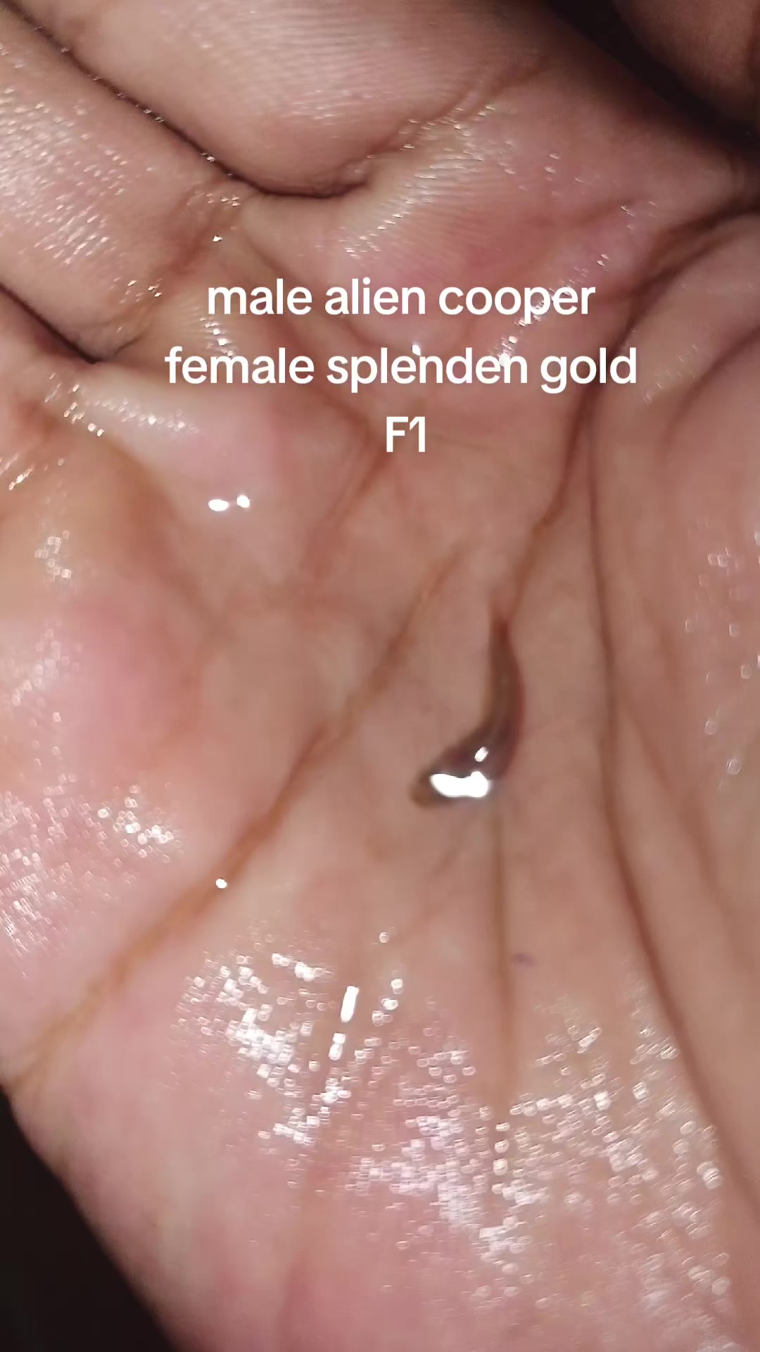@JRISON.Betta