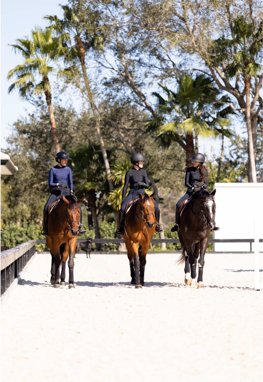 @Aubray | Equine Photographer