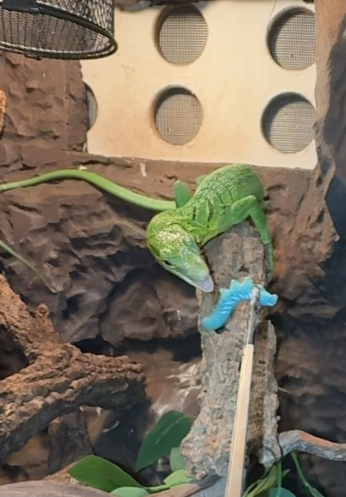 @Tommys_reptiles